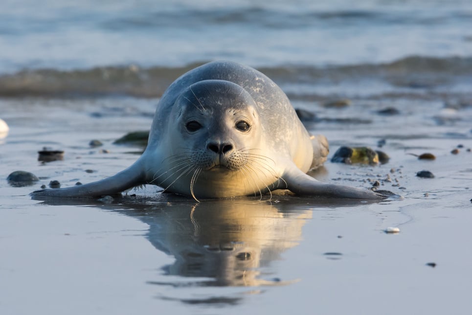 Common seal known also as Harbour seal, Hair seal or Spotted seal  (Phoca vitulina) pup lying on the beach. Helgoland, Germany